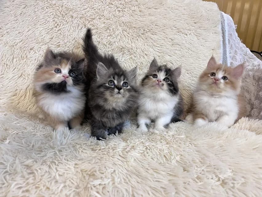 แมว เปอร์เซีย สามสีสีเทาสีส้ม