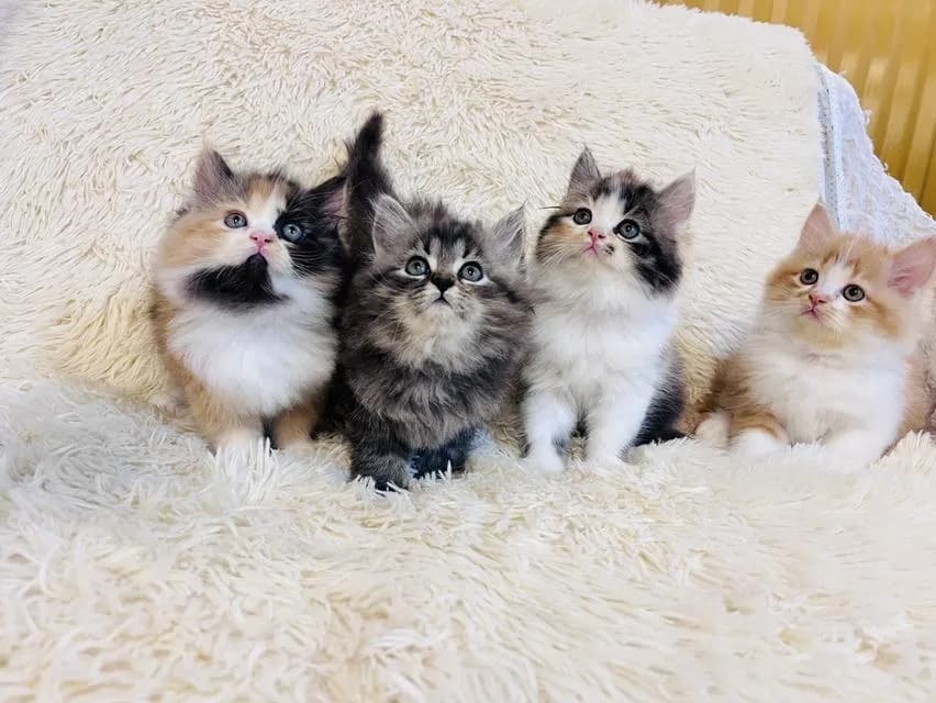 แมว เปอร์เซีย สามสีสีเทาสีส้ม