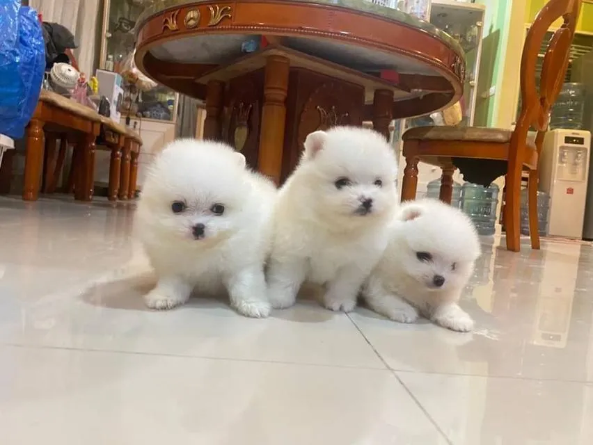 ลูกปอมเมอเรเนียนแท้ มาดูตัวจริงก่อนได้ค่ะ