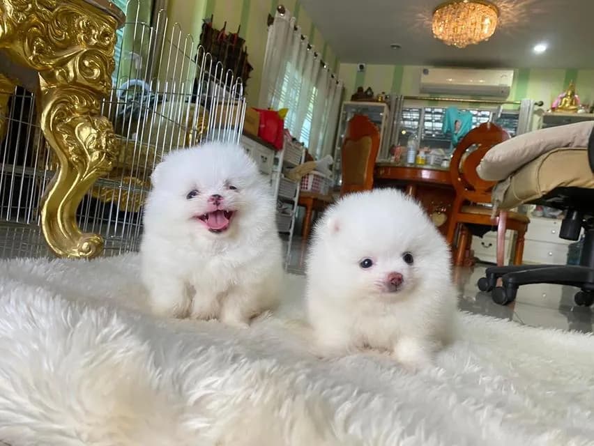 ลูกปอมเมอเรเนียนแท้ มาดูตัวจริงก่อนได้ค่ะ