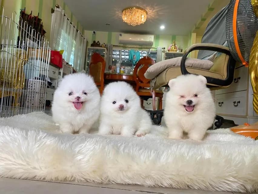 ลูกปอมเมอเรเนียนแท้ มาดูตัวจริงก่อนได้ค่ะ