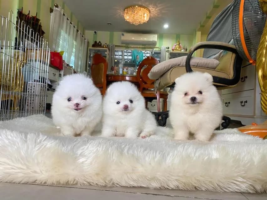 ลูกปอมเมอเรเนียนแท้ มาดูตัวจริงก่อนได้ค่ะ