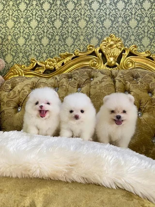 ลูกปอมเมอเรเนียนแท้ มาดูตัวจริงก่อนได้ค่ะ