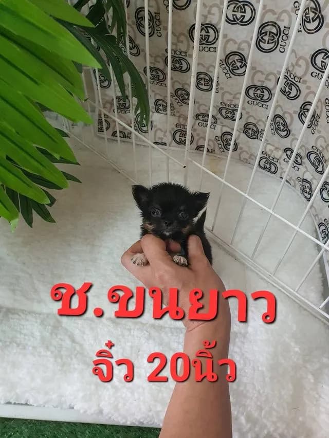 ชิวาว่า ไซส์จิ๋วทีคัพ