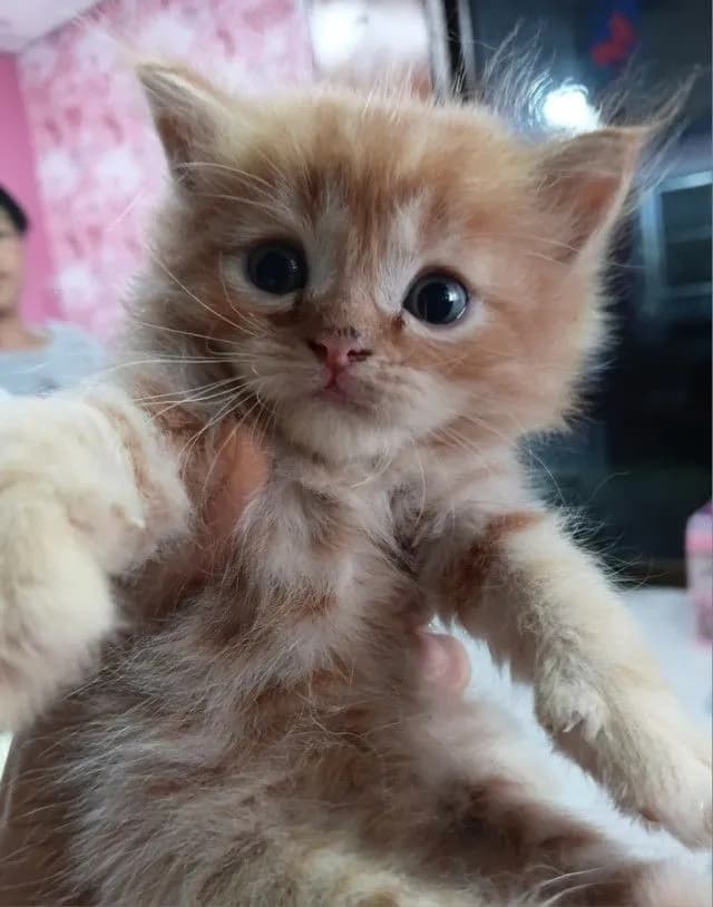 แมวเปอร์เซียแท้