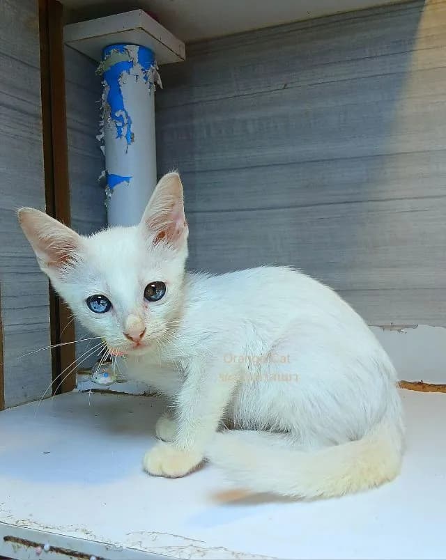 แมวขาวมณีตาสองสี ตาสีลูกแก้ว ตาสีพิเศษ ตาเพชรหายาก เพศผู้ คะวัคซีนแล้ว1เข็มก่อนย้ายตรวจหัดแมวฟรีรับประกันเอดส์แมวกับรูคีเมียคะ