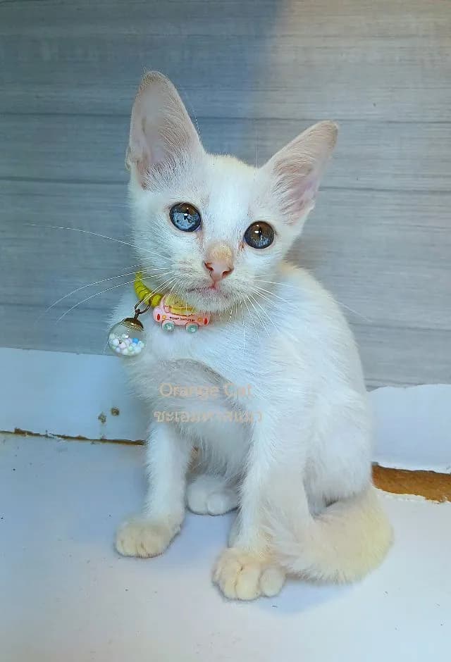แมวขาวมณีตาสองสี ตาสีลูกแก้ว ตาสีพิเศษ ตาเพชรหายาก เพศผู้ คะวัคซีนแล้ว1เข็มก่อนย้ายตรวจหัดแมวฟรีรับประกันเอดส์แมวกับรูคีเมียคะ