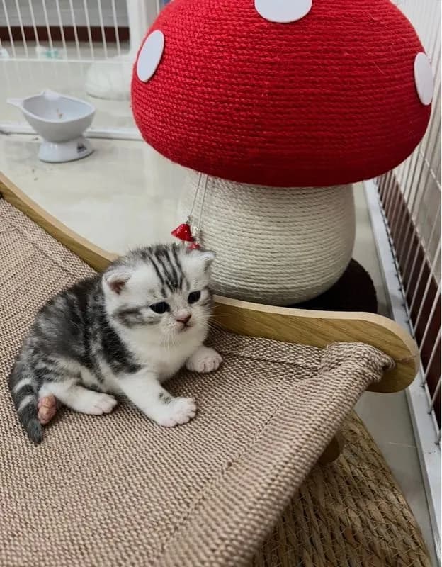 หาบ้านให้น้องแมว มั้นกิินสก็อต