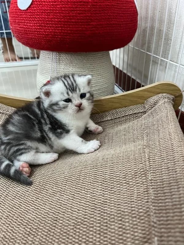 หาบ้านให้น้องแมว มั้นกิินสก็อต