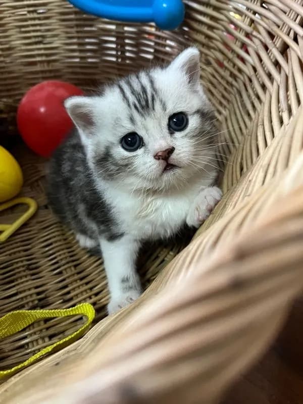 หาบ้านให้น้องแมว มั้นกิินสก็อต