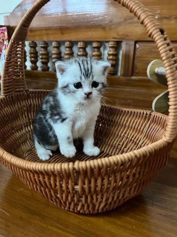 หาบ้านให้น้องแมว มั้นกิินสก็อต