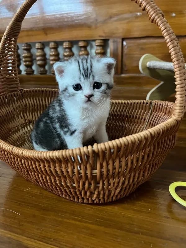 หาบ้านให้น้องแมว มั้นกิินสก็อต