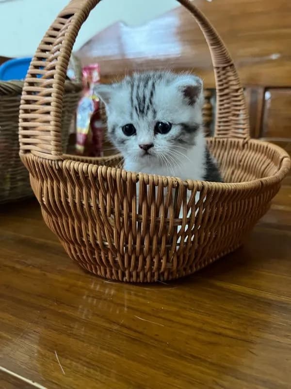 หาบ้านให้น้องแมว มั้นกิินสก็อต