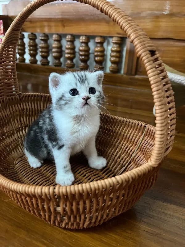 หาบ้านให้น้องแมว มั้นกิินสก็อต