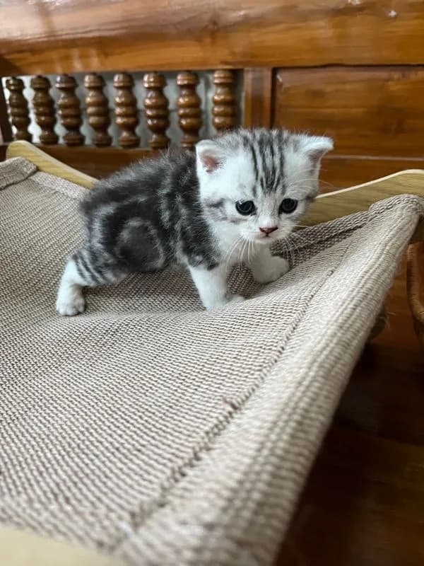 หาบ้านให้น้องแมว มั้นกิินสก็อต