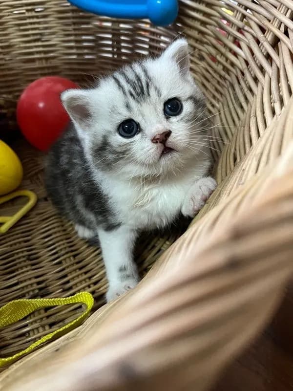 หาบ้านให้น้องแมว มั้นกิินสก็อต