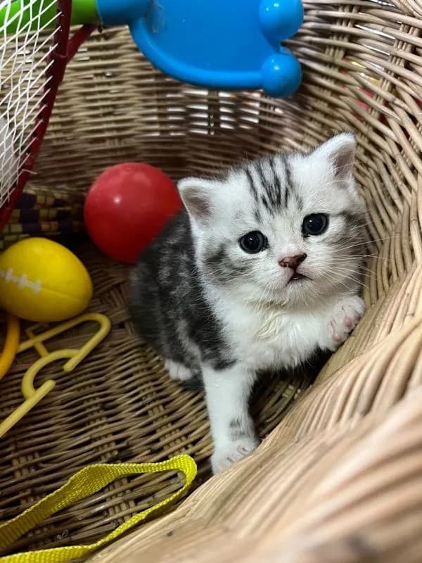 หาบ้านให้น้องแมว มั้นกิินสก็อต