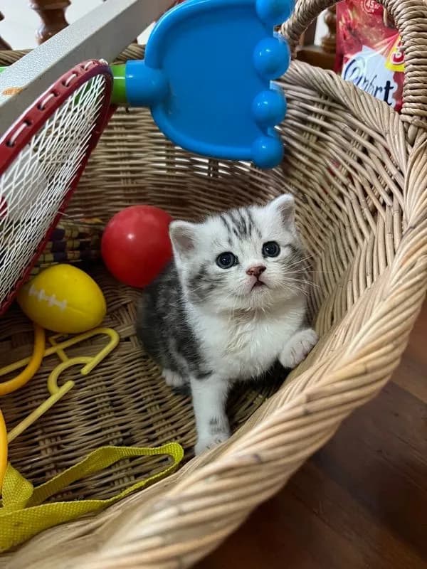 หาบ้านให้น้องแมว มั้นกิินสก็อต