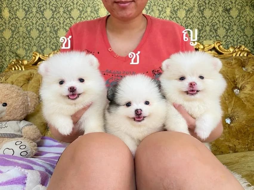 ลูกปอมเมอเรเนียนแท้ พร้อมย้ายบ้าน มาดูตัวจริงได้ค่ะ