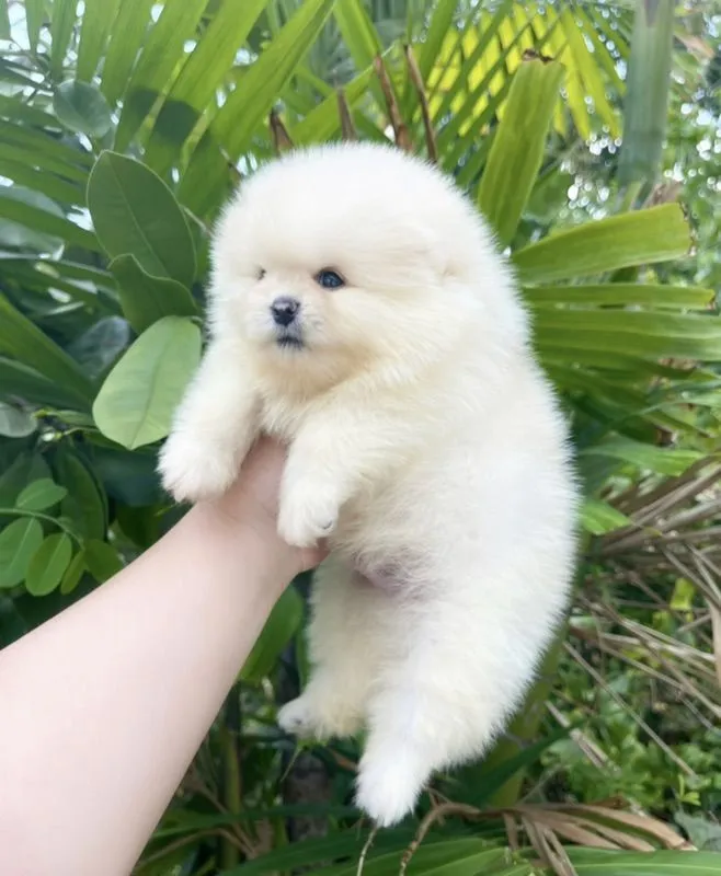 ปอมแท้