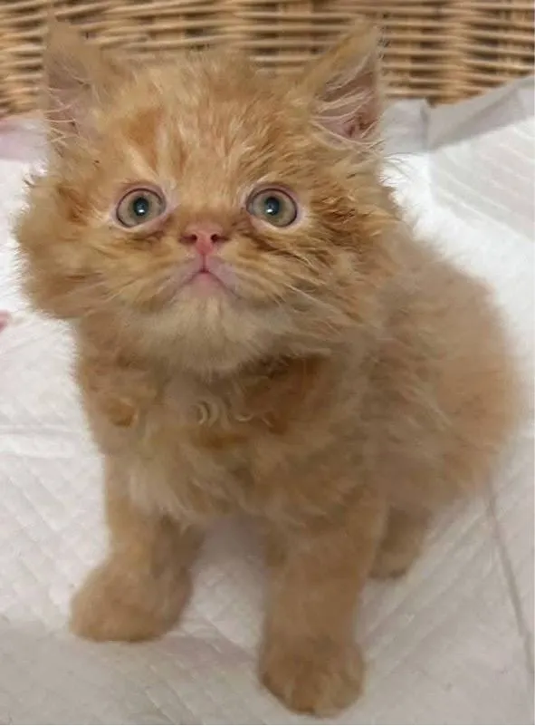 แมวเปอร์เซีย