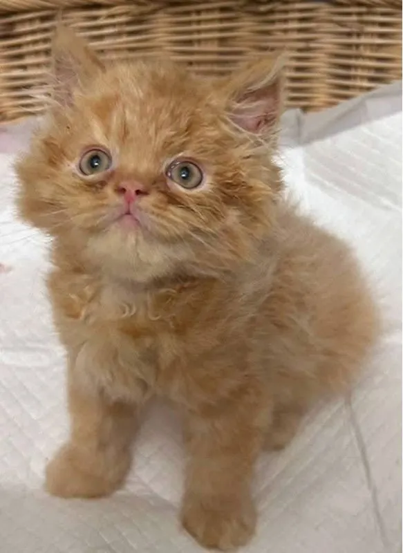 แมวเปอร์เซีย