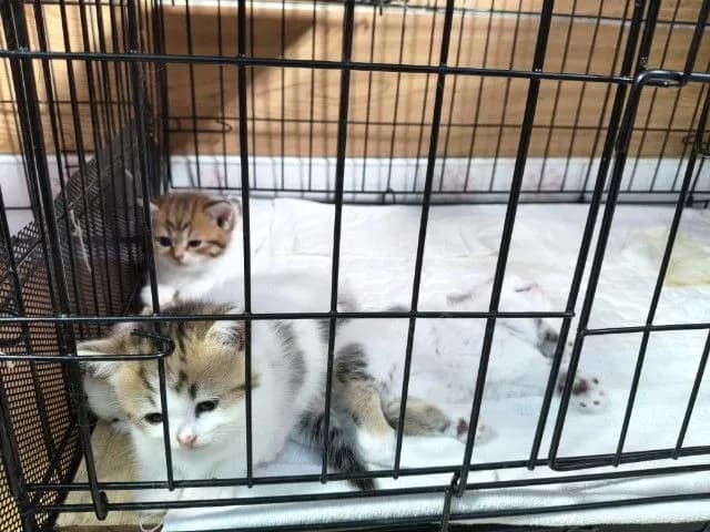 มั้นกิ้นขายาว