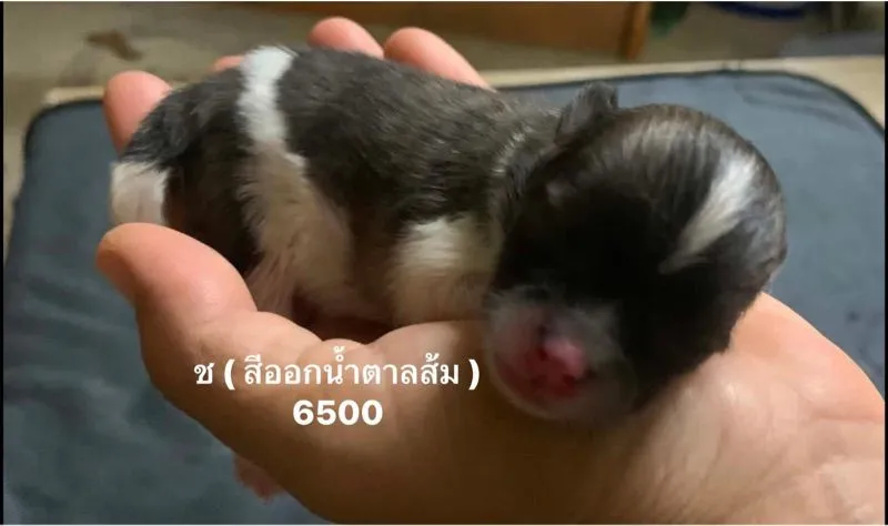 เปิดจอง ปอม7 ตัว เหมาได้ค่ะ ผ่อนได้