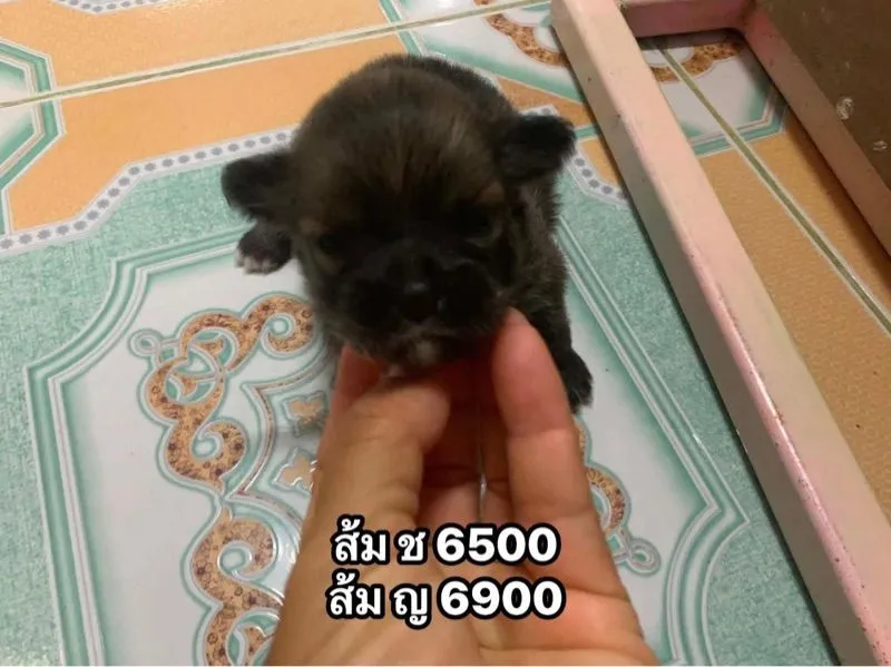 เปิดจอง ปอม7 ตัว เหมาได้ค่ะ ผ่อนได้