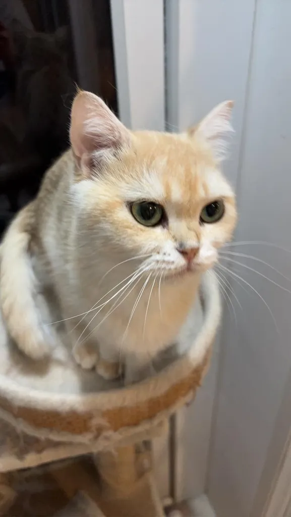 แมว British shorthair สีNY12 เพศเมีย พร้อมย้าย พิกัดบางนา