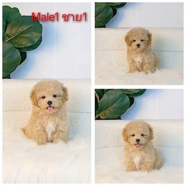 maltipoo มอลติพู เพศผู้ สีน้ำตาลขาว พร้อมวัคซีน5โรคเข็มแรก ถ่ายพยาธิ ใบรับรองจากสัตว์แพทย์ รับประกันสุขภาพ ส่งได้ทั่วไทย ราคานี้รวมส่งแล้ว