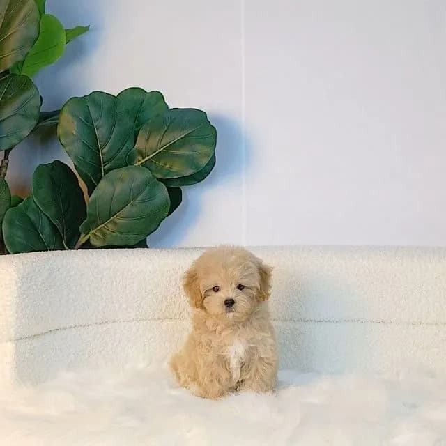 maltipoo มอลติพู เพศผู้ สีน้ำตาลขาว พร้อมวัคซีน5โรคเข็มแรก ถ่ายพยาธิ ใบรับรองจากสัตว์แพทย์ รับประกันสุขภาพ ส่งได้ทั่วไทย ราคานี้รวมส่งแล้ว