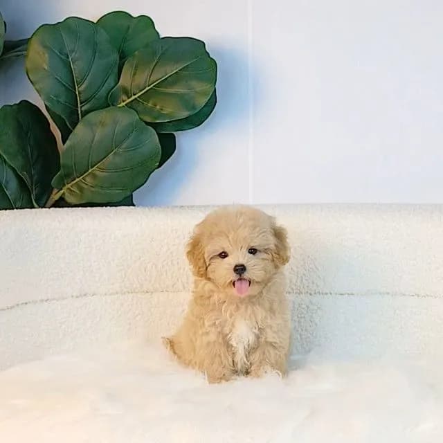 maltipoo มอลติพู เพศผู้ สีน้ำตาลขาว พร้อมวัคซีน5โรคเข็มแรก ถ่ายพยาธิ ใบรับรองจากสัตว์แพทย์ รับประกันสุขภาพ ส่งได้ทั่วไทย ราคานี้รวมส่งแล้ว