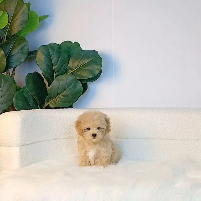 maltipoo มอลติพู เพศผู้ สีน้ำตาลขาว พร้อมวัคซีน5โรคเข็มแรก ถ่ายพยาธิ ใบรับรองจากสัตว์แพทย์ รับประกันสุขภาพ ส่งได้ทั่วไทย ราคานี้รวมส่งแล้ว