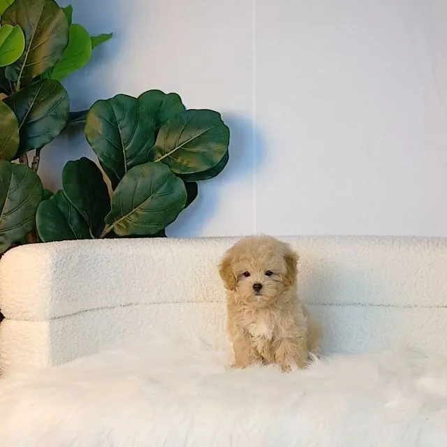 maltipoo มอลติพู เพศผู้ สีน้ำตาลขาว พร้อมวัคซีน5โรคเข็มแรก ถ่ายพยาธิ ใบรับรองจากสัตว์แพทย์ รับประกันสุขภาพ ส่งได้ทั่วไทย ราคานี้รวมส่งแล้ว