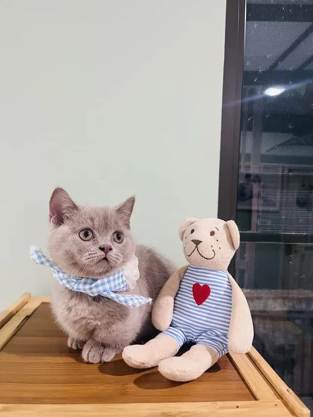 แมวมัชกิ้นบริติช บริติชช็อตแฮร์