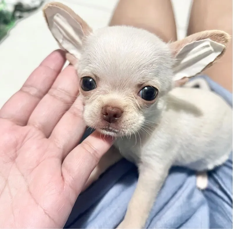 ลูกชิวาวา ผู้หญิง ไซต์เล็กแท้ มีจุดนัดรับฟรีจ้าา