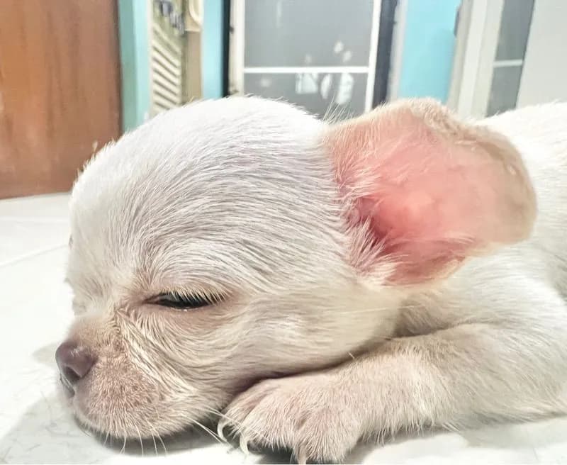 ลูกชิวาวา ผู้หญิง ไซต์เล็กแท้ มีจุดนัดรับฟรีจ้าา