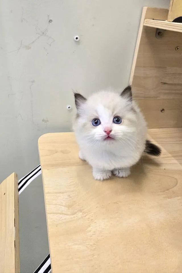 Ragdoll แท้เกรดพรีเมียม นำเข้าจากเกาหลี 🇰🇷 ตาสีฟ้า ขนฟู นิสัยดี พร้อมส่งถึงไทย