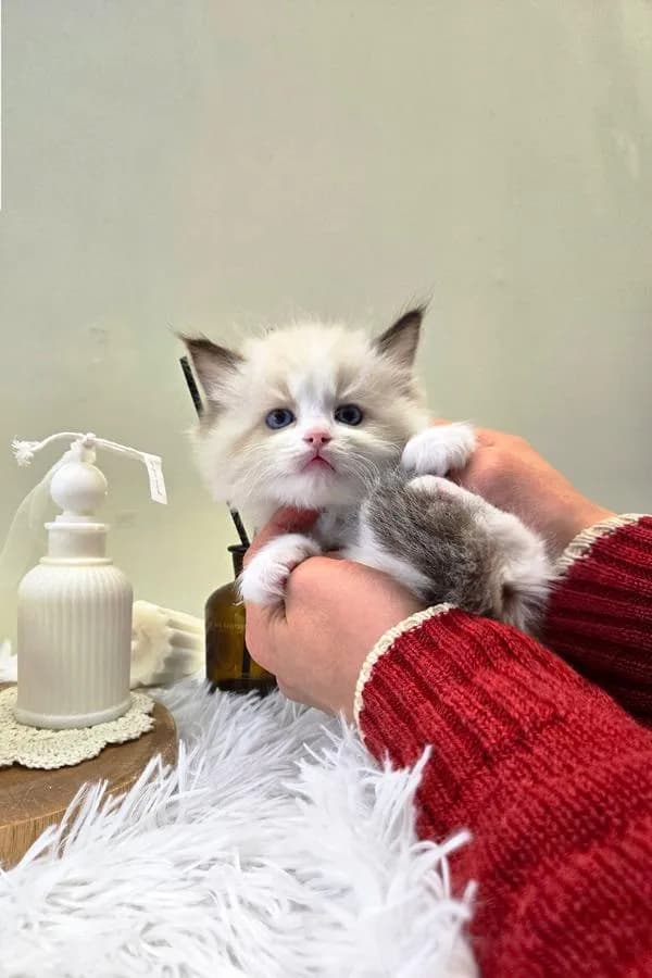 Ragdoll แท้เกรดพรีเมียม นำเข้าจากเกาหลี 🇰🇷 ตาสีฟ้า ขนฟู นิสัยดี พร้อมส่งถึงไทย