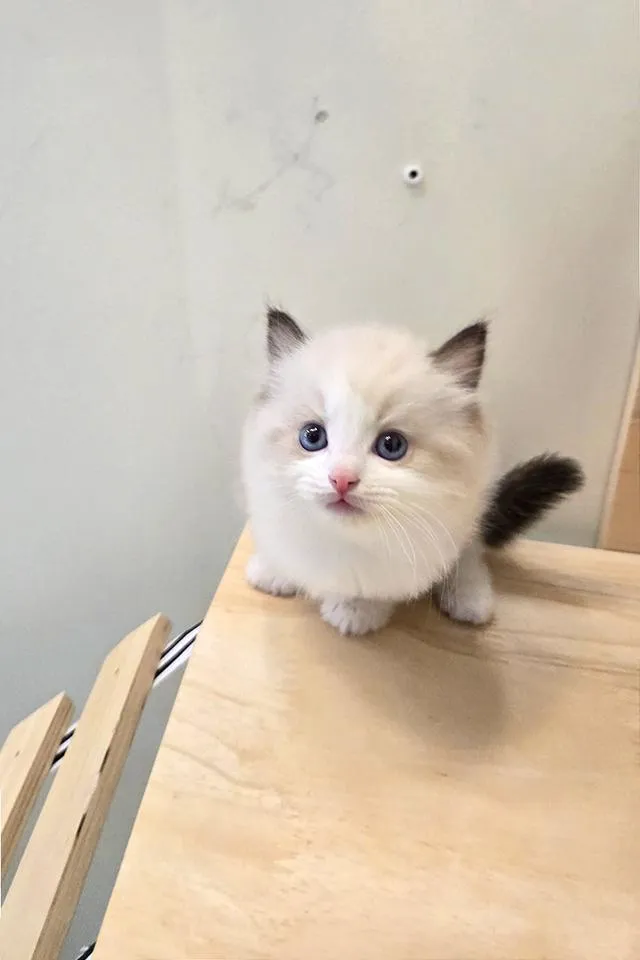 Ragdoll แท้เกรดพรีเมียม นำเข้าจากเกาหลี 🇰🇷 ตาสีฟ้า ขนฟู นิสัยดี พร้อมส่งถึงไทย