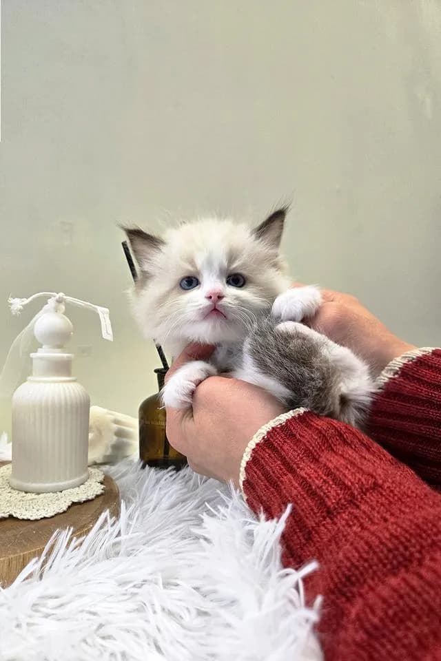 Ragdoll แท้เกรดพรีเมียม นำเข้าจากเกาหลี 🇰🇷 ตาสีฟ้า ขนฟู นิสัยดี พร้อมส่งถึงไทย