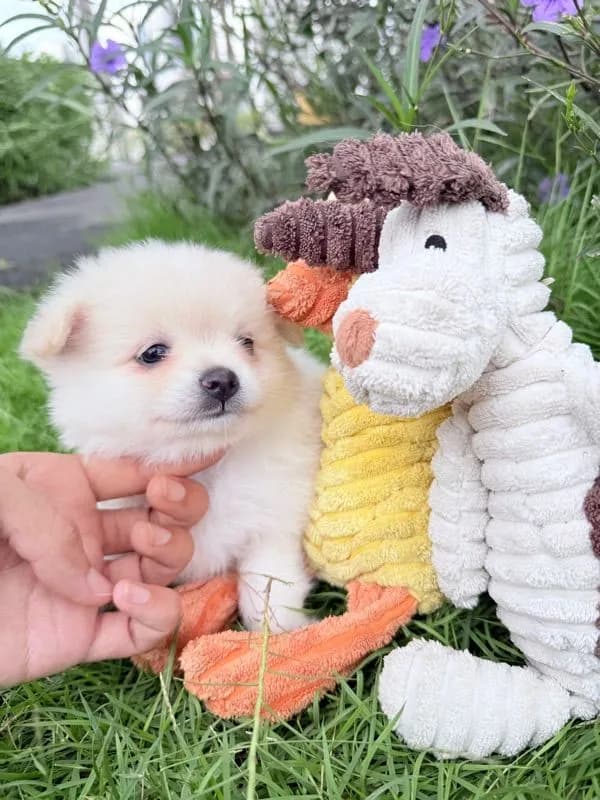🐩ปอมเมอเรเนียน🚺เพศเมีย