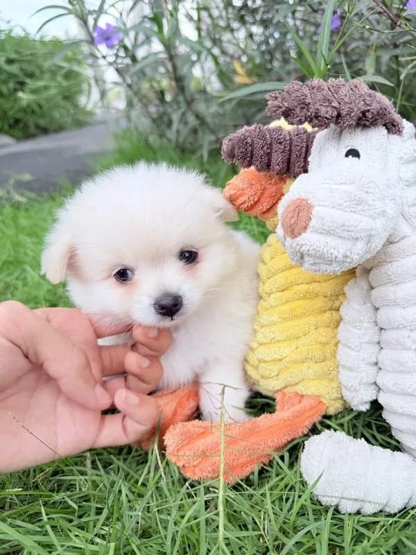 🐩ปอมเมอเรเนียน🚺เพศเมีย