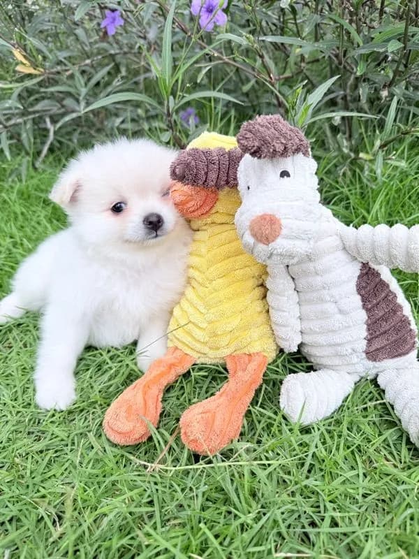 🐩ปอมเมอเรเนียน🚺เพศเมีย