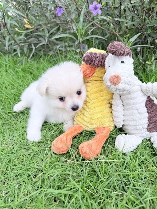 🐩ปอมเมอเรเนียน🚺เพศเมีย