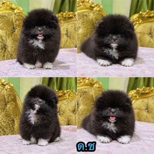 ลูกปอมแท้ อายุ2เดือนพร้อมย้ายบ้าน