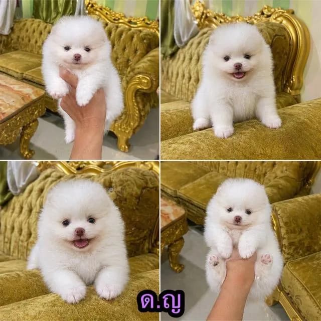 ลูกปอมแท้ อายุ2เดือนพร้อมย้ายบ้าน