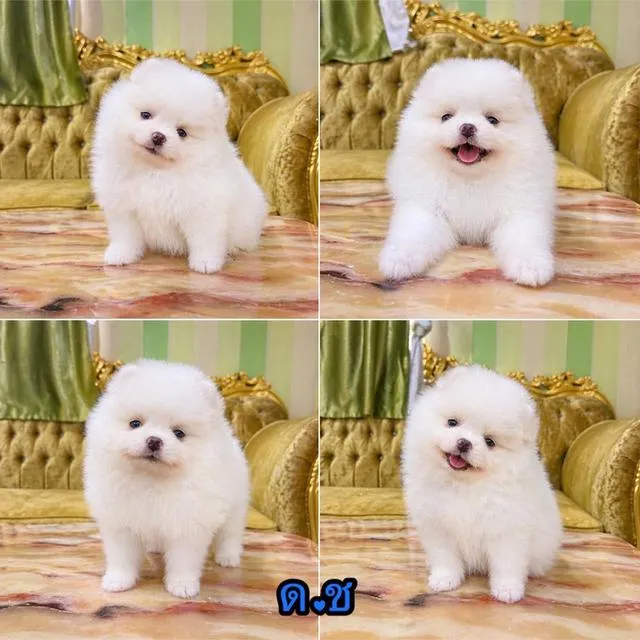 ลูกปอมแท้ อายุ2เดือนพร้อมย้ายบ้าน