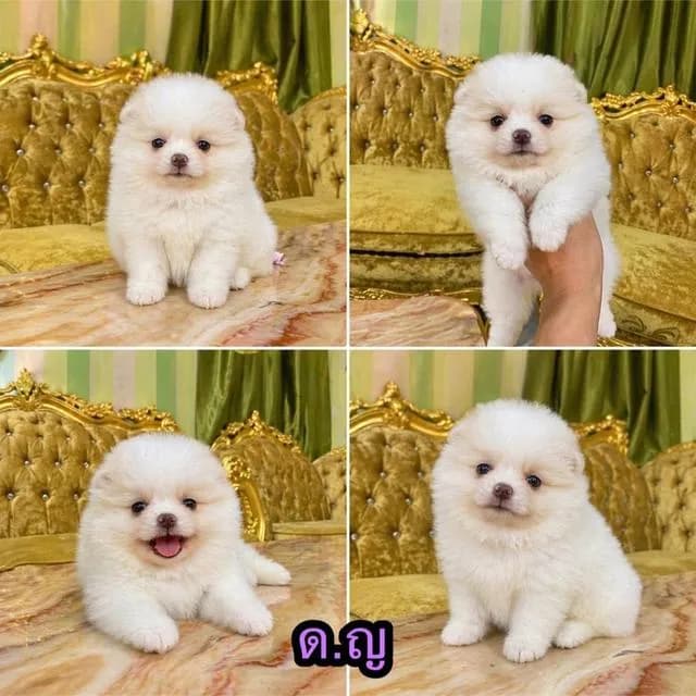 ลูกปอมแท้ อายุ2เดือนพร้อมย้ายบ้าน